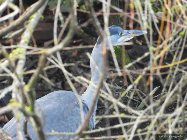 A grey heron stands beside the flowing water at Havelock Dam.