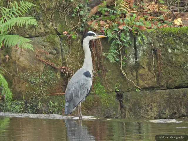 A grey heron stands beside the flowing water at Havelock Dam.