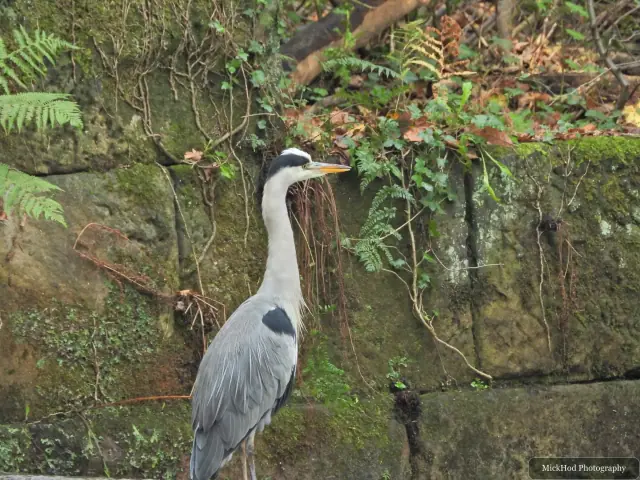 A grey heron stands beside the flowing water at Havelock Dam.