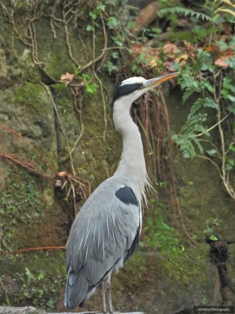 A grey heron stands beside the flowing water at Havelock Dam.