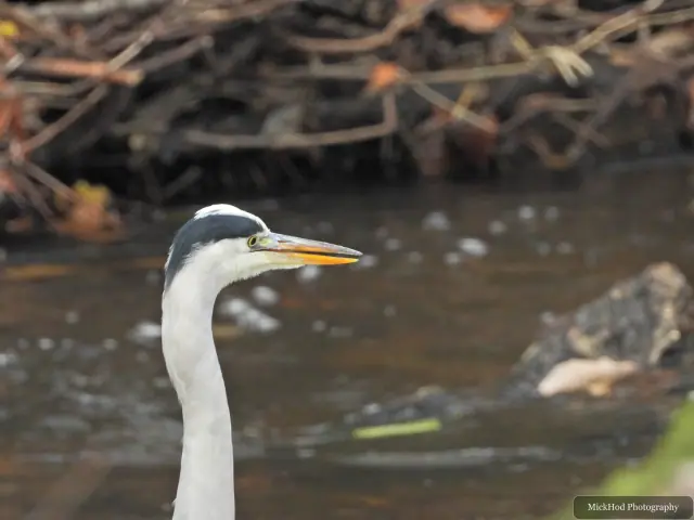 A grey heron stands beside the flowing water at Havelock Dam.