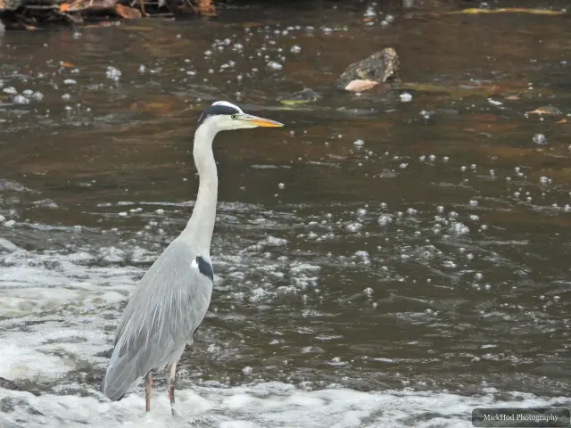 A grey heron stands beside the flowing water at Havelock Dam.