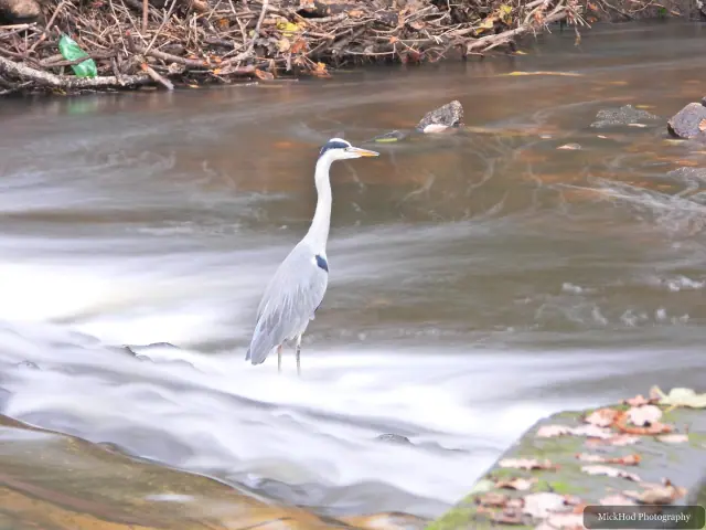 A grey heron stands beside the flowing water at Havelock Dam.