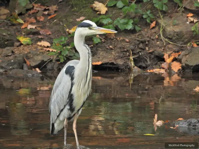 A grey heron stands beside the flowing water at Havelock Dam.