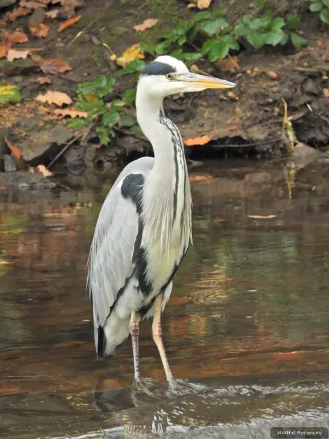 A grey heron stands beside the flowing water at Havelock Dam.