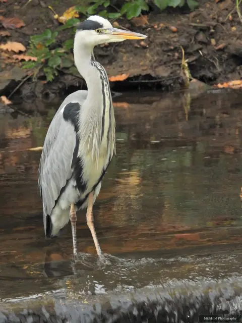 A grey heron stands beside the flowing water at Havelock Dam.