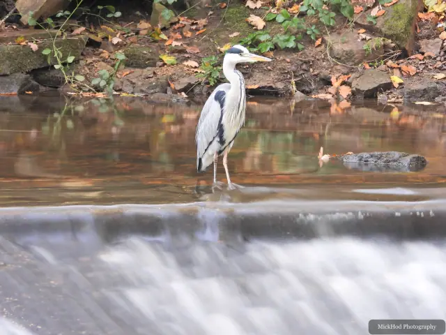 A grey heron stands beside the flowing water at Havelock Dam.