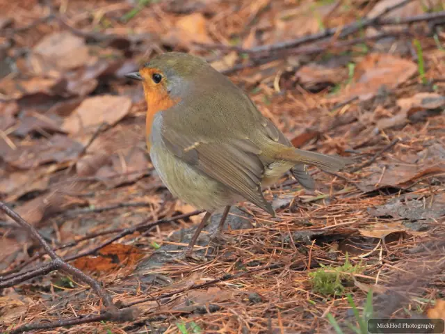 A european robin forages among the woodland branches or leaf litter at Havelock Dam.