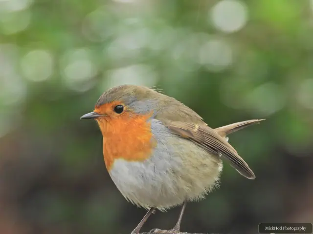 A european robin forages among the woodland branches or leaf litter at Havelock Dam.