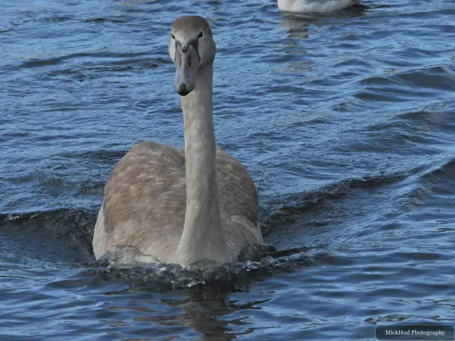 A mute swan swims or rests on the water at Lakeside.