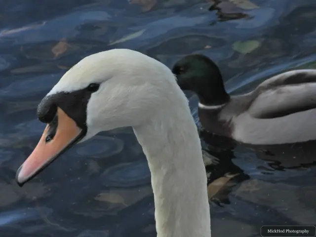 A mute swan swims or rests on the water at Lakeside.
