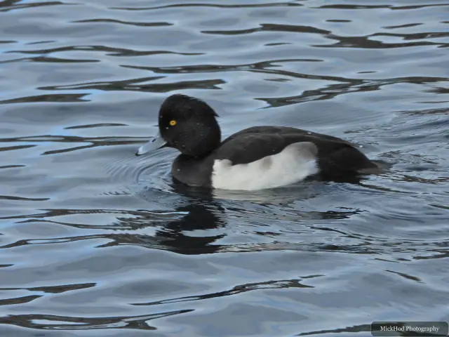 A tufted duck swims or rests on the water at Lakeside.