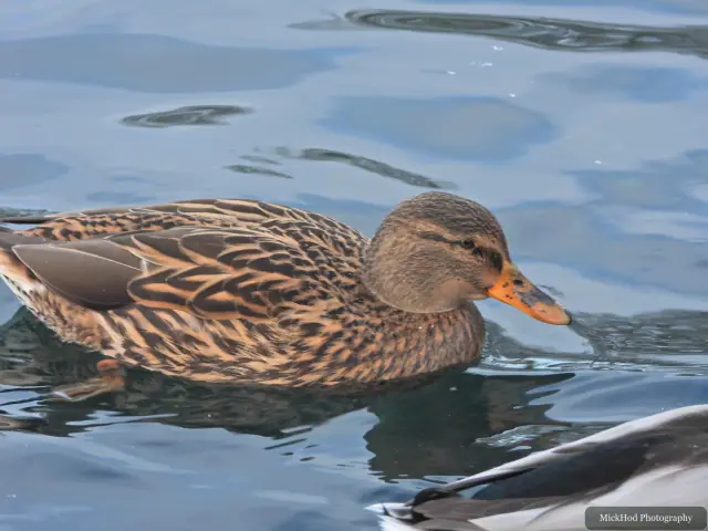 A mallard swims or rests on the water at Lakeside.