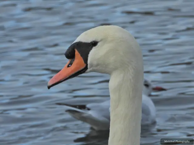 A mute swan swims or rests on the water at Lakeside.