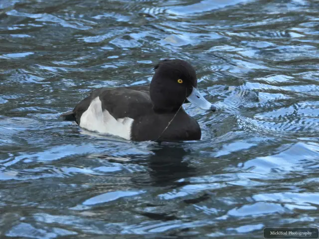 A tufted duck swims or rests on the water at Lakeside.
