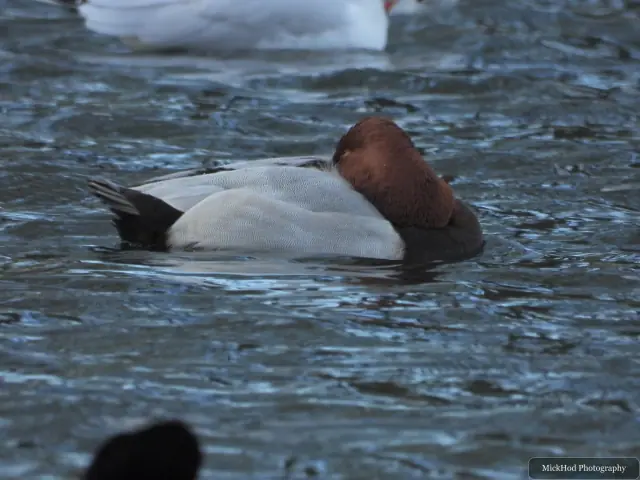 A common pochard swims or rests on the water at Lakeside.