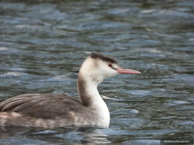 A great crested grebe swims or rests on the water at Lakeside.