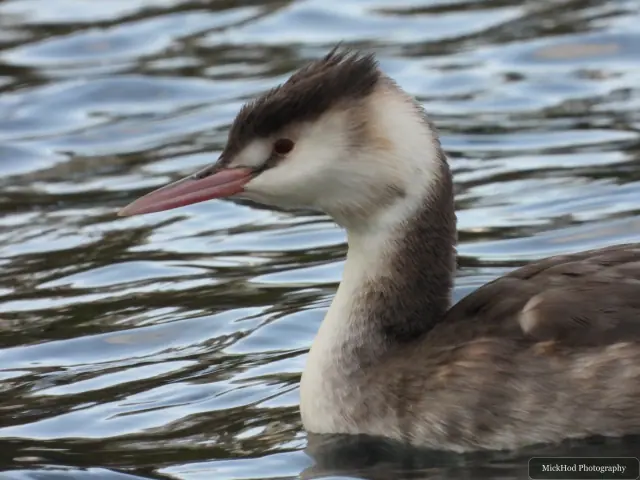 A great crested grebe swims or rests on the water at Lakeside.