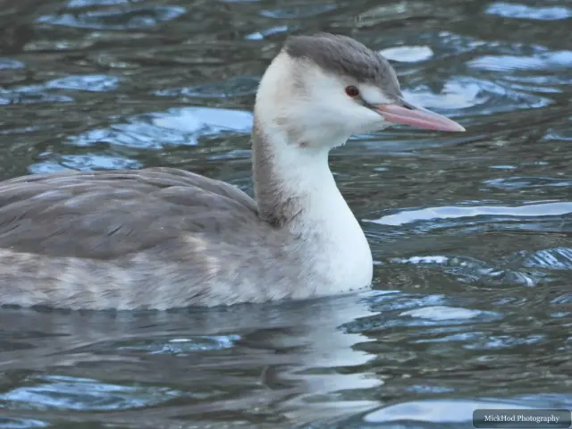 A great crested grebe swims or rests on the water at Lakeside.