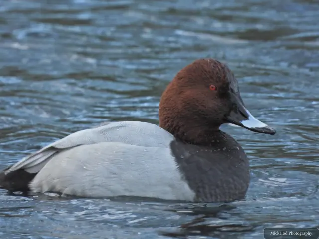 A common pochard swims or rests on the water at Lakeside.