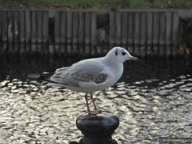 A black-headed gull swims or rests on the water at Lakeside.