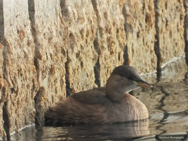 A little grebe swims or rests on the water at Lakeside.