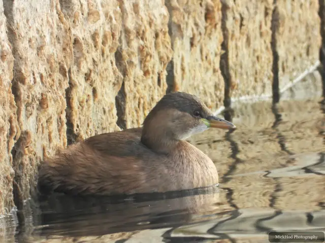 A little grebe swims or rests on the water at Lakeside.