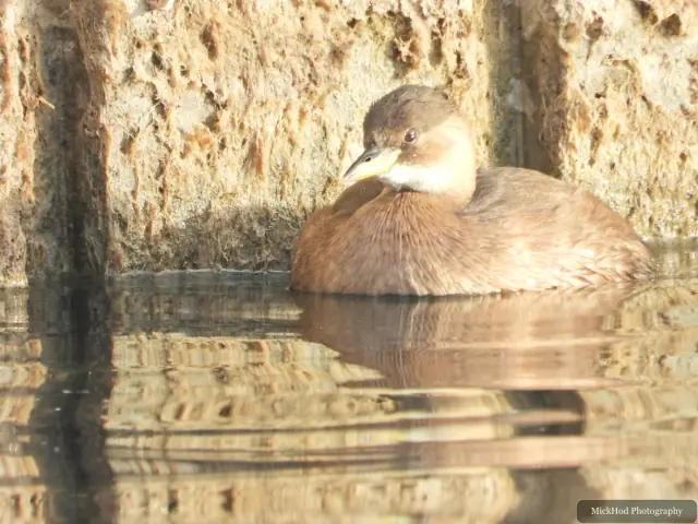 A little grebe swims or rests on the water at Lakeside.