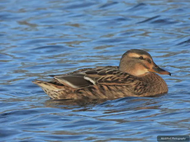 A mallard swims or rests on the water at Lakeside.