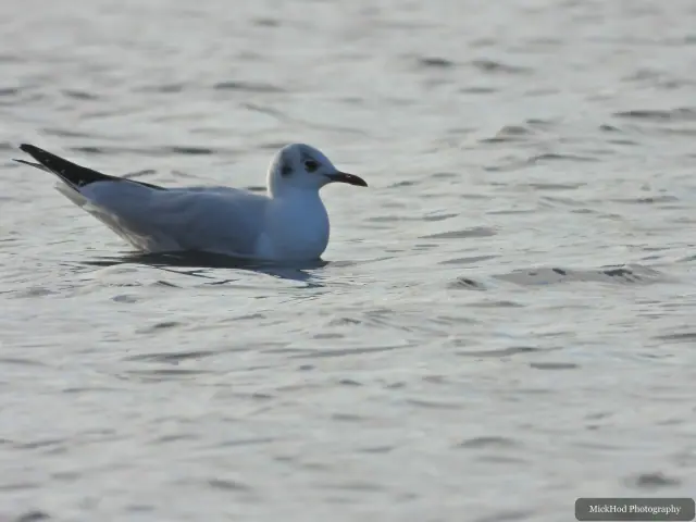 A black-headed gull swims or rests on the water at Lakeside.