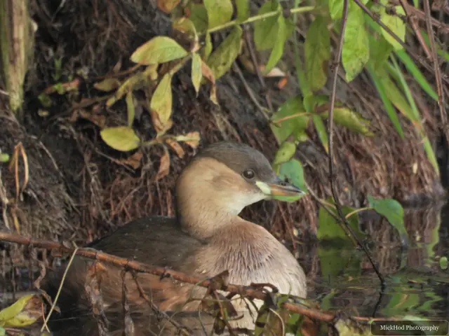 A Little Grebe swims on the lake at Lakeside.