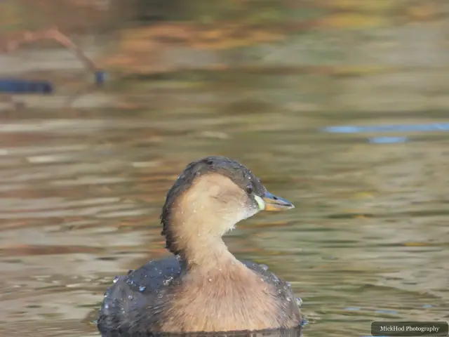 A Little Grebe swims on the lake at Lakeside.