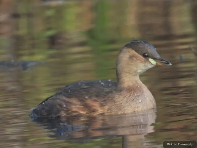 A little grebe swims or rests on the water at Lakeside.