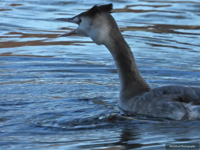 A great crested grebe swims or rests on the water at Lakeside.