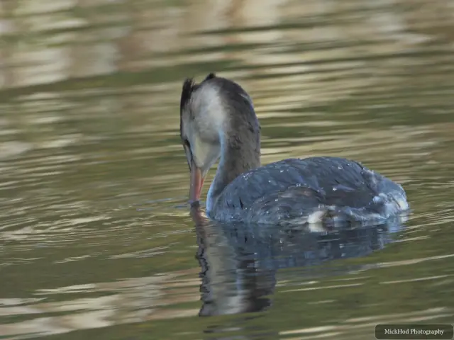 A great crested grebe swims or rests on the water at Lakeside.