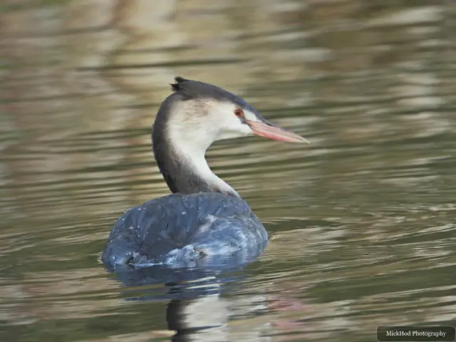 A great crested grebe swims or rests on the water at Lakeside.