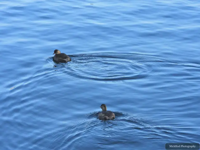 A Little Grebe swims on the lake at Lakeside.