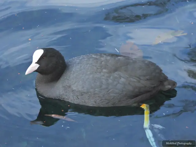 A eurasian coot swims or rests on the water at Lakeside Lake.