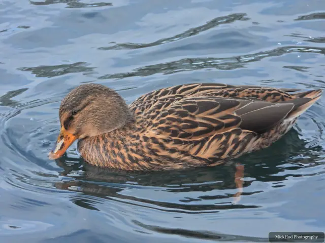 A mallard swims or rests on the water at Lakeside Lake.