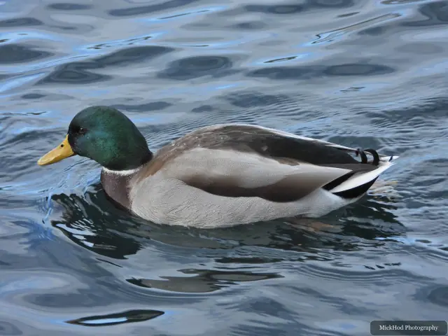 A mallard swims or rests on the water at Lakeside Lake.