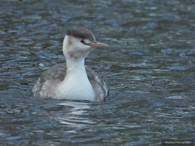 A great crested grebe swims or rests on the water at Lakeside Lake.