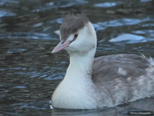 A great crested grebe swims or rests on the water at Lakeside Lake.