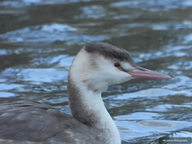 A great crested grebe swims or rests on the water at Lakeside Lake.
