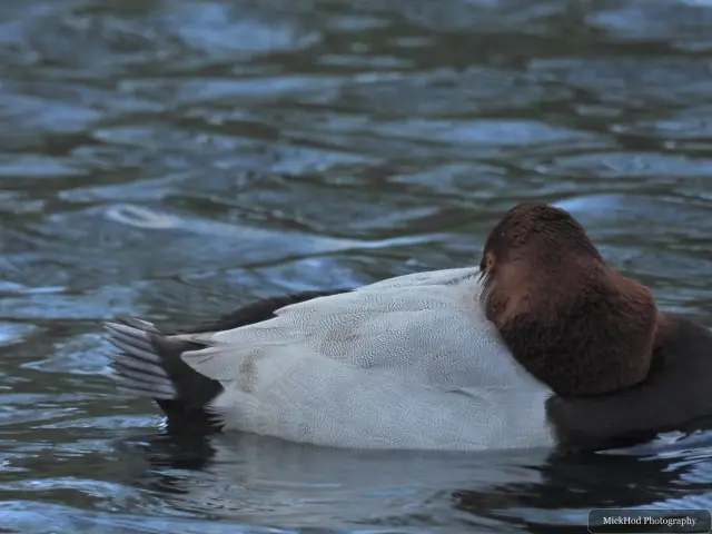 A common pochard swims or rests on the water at Lakeside Lake.