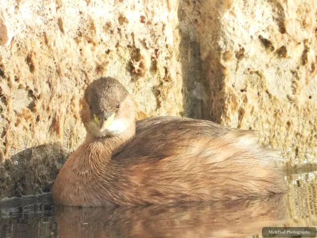 A little grebe swims or rests on the water at Lakeside Lake.