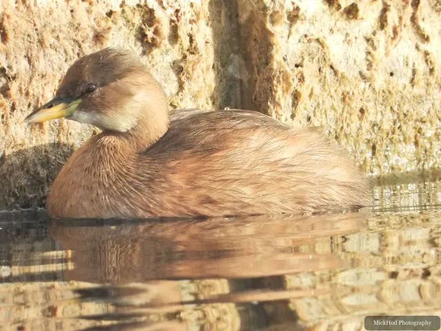 A Little Grebe swims on the lake at Lakeside Lake.
