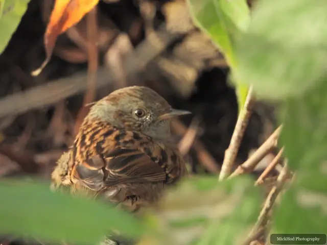 A Dunnock is partly concealed among the foliage at Lakeside Lake.