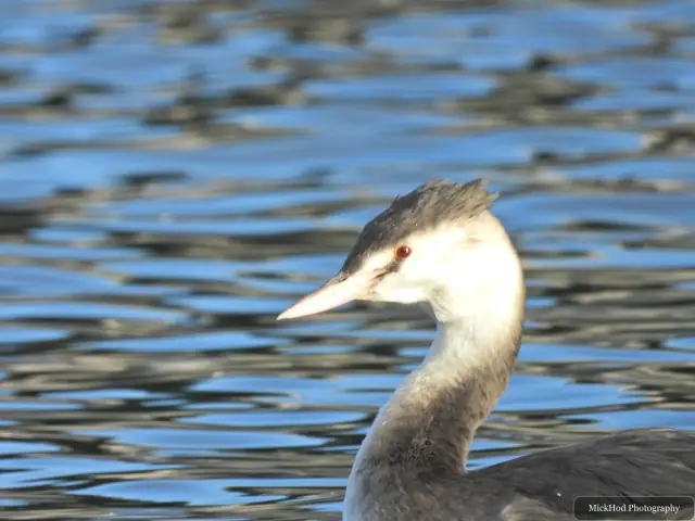 A great crested grebe swims or rests on the water at Lakeside Lake.