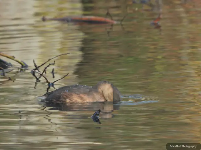 A little grebe swims or rests on the water at Lakeside Lake.
