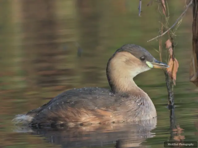 A little grebe swims or rests on the water at Lakeside Lake.